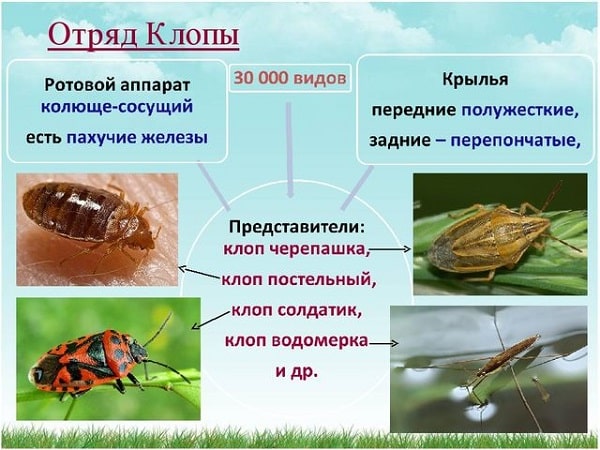 На фото описано про отряд клопов